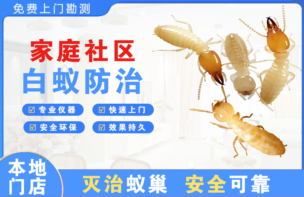 启东家庭社区白蚁防治