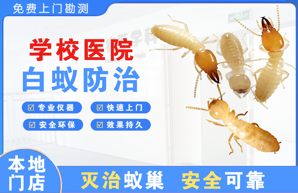 启东学校医院白蚁防治