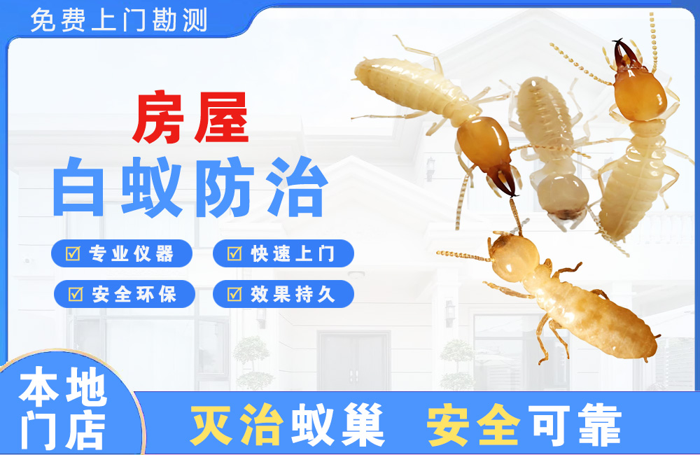 启东房屋白蚁防治